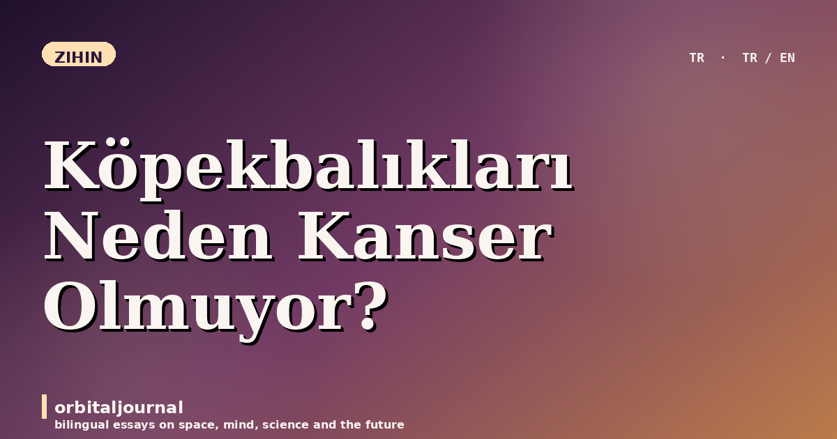 Köpekbalıkları Neden Kanser Olmuyor?